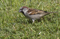 Passer domesticus